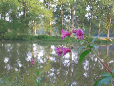 sazava_matine